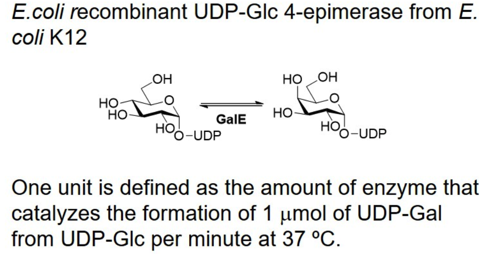 UDP-Glc 4-epimerase; GalE